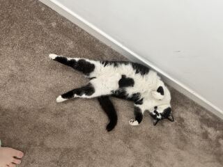 This is a picture of my cat. Where is a picture of your cat?