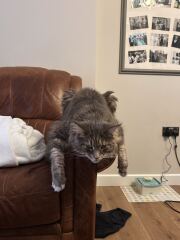 My cat is melting and running down the arm of the sofa.