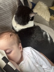 Get A Compass! The Excellent Cats embrace a new rallying cry