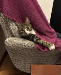 Is this a known cat pose or is mine just a (beautiful) weirdo?