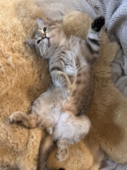 This is a picture of my cat. Where is a picture of your cat?