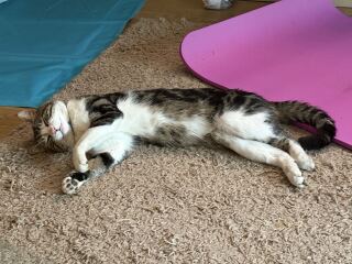 My cat is melting and running down the arm of the sofa.