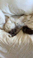 Is this a known cat pose or is mine just a (beautiful) weirdo?