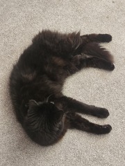My cat is melting and running down the arm of the sofa.
