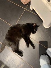 This is a picture of my cat. Where is a picture of your cat?
