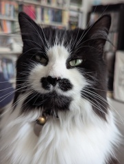 This is a picture of my cat. Where is a picture of your cat?