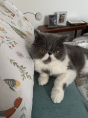 This is a picture of my cat. Where is a picture of your cat?