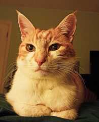 Is this a known cat pose or is mine just a (beautiful) weirdo?
