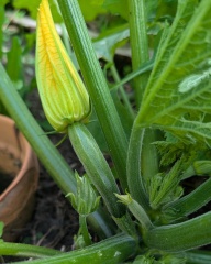 2026 Allotmenteers - have we lost the plot?!
