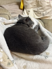 Support thread for people whose cats are AWOL for days on end?