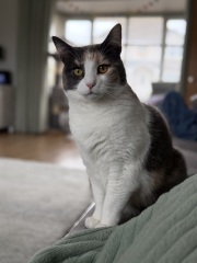 This is a picture of my cat. Where is a picture of your cat?