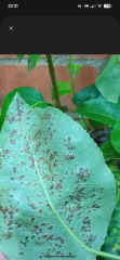 What's wrong with my pear tree? With photos