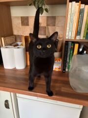 This is a picture of my cat. Where is a picture of your cat?