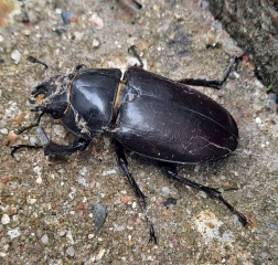 What have you done in the garden today? Part 9