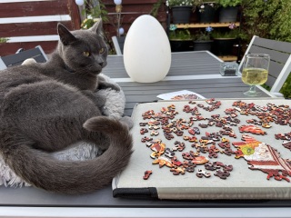 Get A Compass! The Excellent Cats embrace a new rallying cry