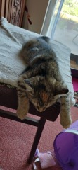 This is a picture of my cat. Where is a picture of your cat?