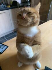 Most adorable thing your cat does?