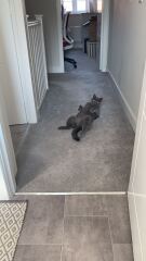 Is this a known cat pose or is mine just a (beautiful) weirdo?