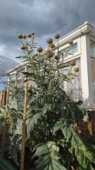 What have you done in the garden today? Part 9