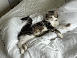 This is a picture of my cat. Where is a picture of your cat?