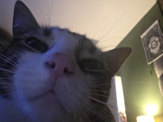 Is this a known cat pose or is mine just a (beautiful) weirdo?