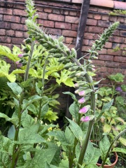 Is this Foxglove?