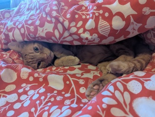 This is a picture of my cat. Where is a picture of your cat?