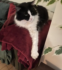 Is this a known cat pose or is mine just a (beautiful) weirdo?