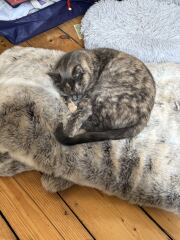 This is a picture of my cat. Where is a picture of your cat?