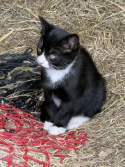 A week of kitten drama