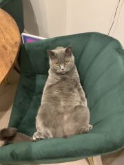 Is this a known cat pose or is mine just a (beautiful) weirdo?