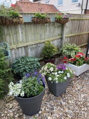 Why do people want to rip every plant out of their gardens?!