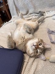 This is a picture of my cat. Where is a picture of your cat?