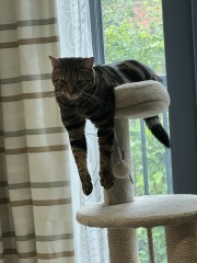 Is this a known cat pose or is mine just a (beautiful) weirdo?