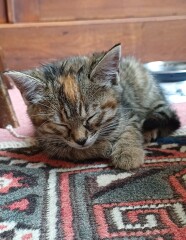 Adopting two kittens next week & I'm Panicking!