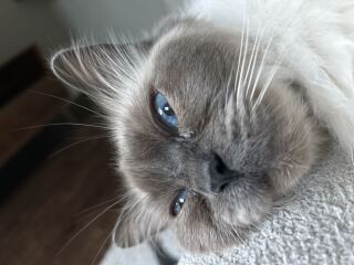 This is a picture of my cat. Where is a picture of your cat?
