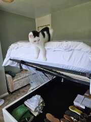 This is a picture of my cat. Where is a picture of your cat?