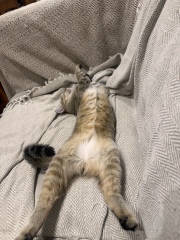 This is a picture of my cat. Where is a picture of your cat?