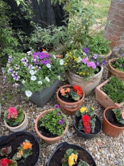 Why do people want to rip every plant out of their gardens?!