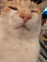 Is this a known cat pose or is mine just a (beautiful) weirdo?