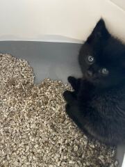 Adopting two kittens next week & I'm Panicking!