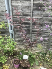 Acer advice