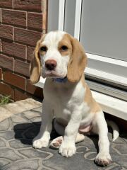 Heatwave! How are your doggos?