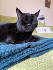 Do cats have ESP ?  (Extra sensory perception)