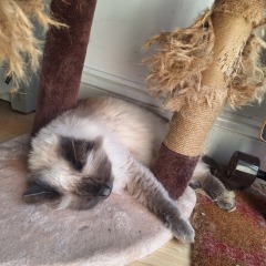 My cat is melting and running down the arm of the sofa.