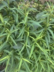 Is this Willowherb?