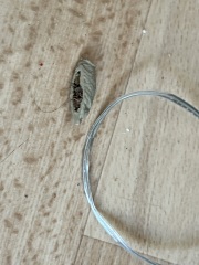 Weird Spider-y find in the loft!