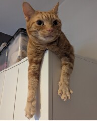 Is this a known cat pose or is mine just a (beautiful) weirdo?