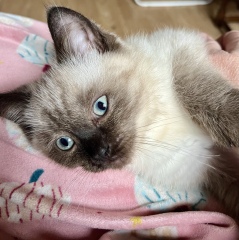 This is a picture of my cat. Where is a picture of your cat?
