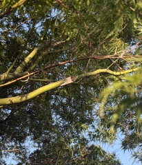 Tree damage - disease/lightning or something else?